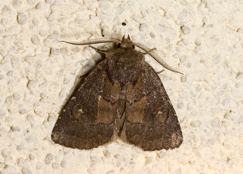 Noctuidae - Charanyca (Rusina) ferruginea